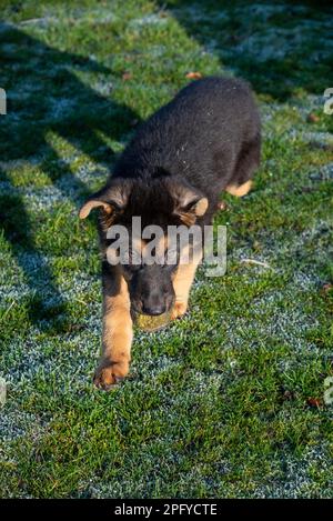 Carino cucciolo di pastore tedesco con orecchie da floppy all'aperto sotto il sole primaverile Foto Stock