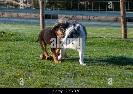Blue Merle Border Collie giocando con un giovane cucciolo di pastore tedesco all'aperto sotto il sole Foto Stock