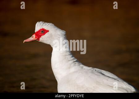 Un'anatra di muscovy domestica nel fiume. Anatra nazionale di colore bianco. Sfondo sfocato. Foto Stock