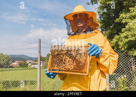 Ritratto di un uomo caucasico, apicoltore in gialle tute protettive che reggono una struttura di alveare ricoperta di pettine e api Foto Stock