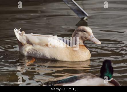 Primo piano di anatra nuoto nel lago Foto Stock