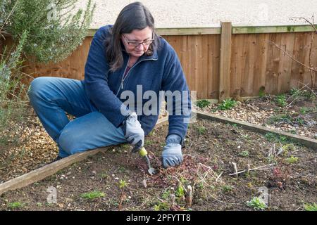 Letto di asparagi da donna, pronto per la nuova stagione di coltivazione. Foto Stock