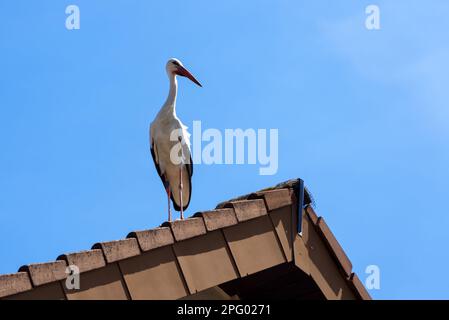 Cicogna si erge sul tetto su sfondo cielo blu, uccello bianco in città. Cicogna selvaggia che vive in un villaggio o in una città. Tema natura, fauna selvatica, cielo, estate, primavera. Foto Stock