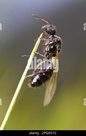 Falegname formica (Camponotus piceus) alato adulto, regina in procinto di volare sul volo nuziale, Ariege Pirenei, Midi-Pirenei, Francia Foto Stock