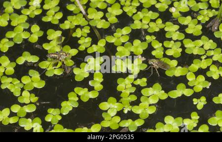 Grilletting Green Fly (Poecilobothrus nobilitatus) Coppia adulto, maschio corteggiamento femmina, sulla superficie di laghetto coperto di anatre giardino, Dorset, Inghilterra Foto Stock