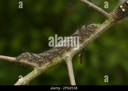 Lappet (Gastropacha quercifolia) Moth larva piena, su biancospino twig, Oxfordshire, Inghilterra, Regno Unito Foto Stock