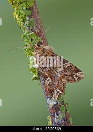 Latino (Callopistria juventina), gufi d'aquila, insetti, Moti (Noctuidae), Farfalle, Animali, altri animali, Latin Moth adulto, riposante su lichena Foto Stock