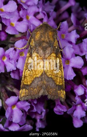 Montone aranciato (Gortyna flavago) adulto, riposante sui fiori di Buddleia (Buddleja spec.), Powys, Galles, Regno Unito Foto Stock