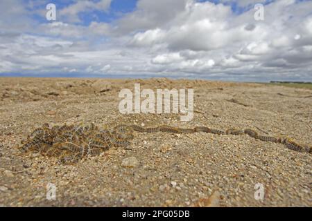 Processionario del pino (Thaumetopoea pityocampa) Moth caterpilars, gruppo in processione sul terreno prima della pupilazione, Castilla y Leon, Spagna Foto Stock