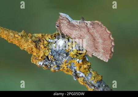 Coxcomb coxcomb prominente (Ptilodon capucina) femmina adulta appoggiata su ramo coperto di licheni, Alpi Italiane, Italia Foto Stock