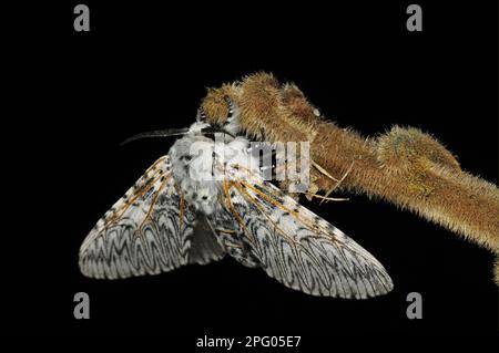 Falena di Puss (Cerura vinula), coda di forchetta grande, coda di forchetta grande, Moth dente, insetti, Falene, Farfalle, animali, altri animali, Puss Moth adulto Foto Stock