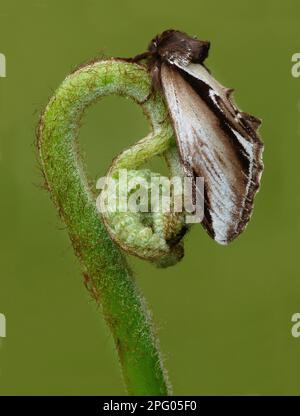 Minore inghiottire la falena prominente (gnoma di Pheosia), la falena di porcellana di betulla, gli insetti, le falene, le farfalle, Animali, altri animali, Malo minore prominente Foto Stock