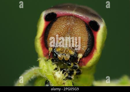 Falena di Puss (Cerura vinula), coda di forchetta grande, coda di forchetta grande, Moth dente, insetti, Falene, Farfalle, animali, altri animali, bruco Puss Moth Foto Stock