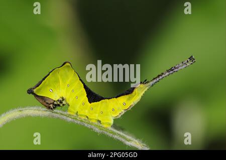 Falena di Puss (Cerura vinula), coda di forchetta grande, coda di forchetta grande, Moth dente, insetti, Falene, Farfalle, animali, altri animali, bruco Puss Moth Foto Stock