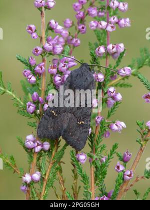 Nero rustico (Aporophylla nigra) adulto, riposante su erica comune (Calluna vulgaris), Leicestershire, Inghilterra, Regno Unito Foto Stock
