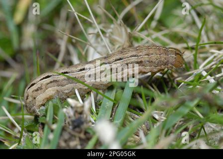 Punto quadrato rustico (Xestia xanthographa) Moth bruco, nutrimento su erbe, sulle scogliere costiere, Port Eynon, Gower Peninsula, West Glamorgan, Sud Foto Stock