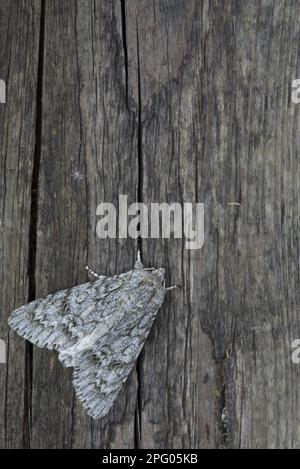 Sycamore Moth (Acronicta aceris) adulto, riposante sul fencepost, Sheffield, South Yorkshire, Inghilterra, Regno Unito Foto Stock