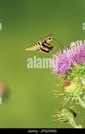 Sfinge, insetti, falene, farfalle, animali, foderate bianche (Sphingidae), Altri animali, White-lined Sphinx Moth (Hyles lineata) adulto, in volo Foto Stock