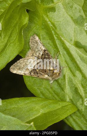 Noce-albero Tussock (Colocasia coryli) adulto, riposante su foglia, Norfolk, Inghilterra, Regno Unito Foto Stock