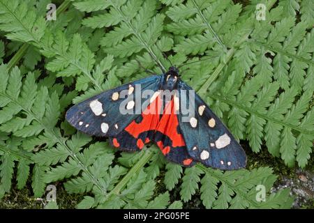 Falena della tigre scarlatta (Callimorfa dominula), orsi belli, falena dell'orso, insetti, falene, Farfalle, animali, altri animali, tigrana scarlatto adulto Foto Stock