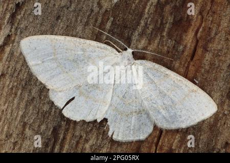 Onda comune (Cabera exanthemata), Moth bianco fronte marrone, insetti, Moth, Farfalle, Animali, altri animali, comune Wave Moth adulto, Powys Foto Stock