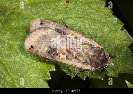 Grande gialle sotto (Noctua pronuba), insetti, Moti, Farfalle, Animali, Altri animali, grande Underwing giallo adulto, che riposa su Powys, Galles Foto Stock