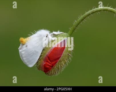 Coda gialla (Euproctis similis), maschio adulto che riposa su fiori di papavero (Papaver rhoeas) e boccioli di fiori di apertura, Leicestershire, Inghilterra, Regno Unito Foto Stock