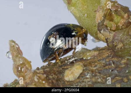 Ladybird nero, Chilocorus nigritus, predatore commerciale per il controllo biologico di insetti di calcare in colture protette Foto Stock