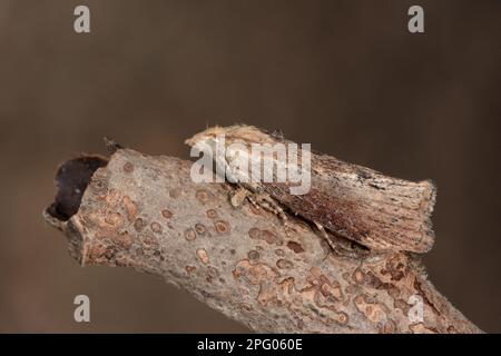 Falene a nido d'ape, falene maggiori, Galleriinae, insetti, falene, Farfalle, animali, altri animali, Grande cera Moth (Galleria mellonella) adulto Foto Stock