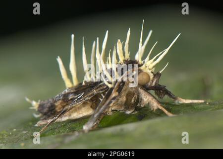SAC Fungus (Cordyceps tuberculata) - corpi fruttificanti di falene parassitate morte, Manu Road, departimento Cuzco, Ande, Perù Foto Stock