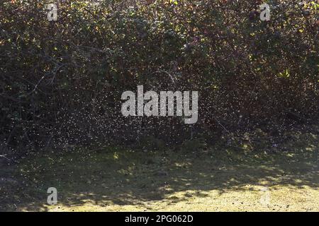 Gnat di inverno, gnat di inverno, animali altri, insetti, animali, Inverno Gnat (Trichocera anulata) adulti, sciame in volo da hedgerow autunno Foto Stock