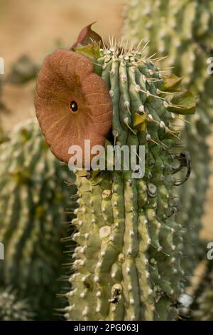 Hoodia fiorente (Hoodia juttae), deserto di Namaqua, Namaqualand, Sudafrica Foto Stock