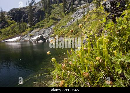 Cobra Lily (Darlingtonia californica) fioritura, crescendo in zona di boggy al bordo del lago, Lago di Castello, Monti di Klamath, California del Nord (U.) S. A Foto Stock