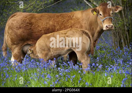 Bovini domestici, vacca Limousin con vitello da toro, succhiando, in piedi tra Bluebell (Endymion non-scriptus) fiori in glade boschiva, Cumbria Foto Stock