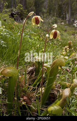 Fioritura di Cobra Lily (Darlingtonia californica), che cresce in una zona boschiva, Mount Eddy, Klamath Mountains, California, USA Foto Stock