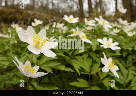 Legno Anemone (Anemone nemorosa) fioritura, coltivata in boschi decidui, Churnet Valley, Staffordshire, Inghilterra, Regno Unito Foto Stock