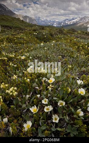 Montagna Avens (Dryas octopetala) e montagna gialla Heather (Phyllodoce glanduliflora) fioritura, su alta tundra alpina in habitat montano, Wilcox Foto Stock