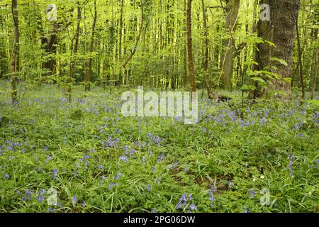 Endimion hyacinto (Hyacinthus) non-scriptus, Scilla non-scripta nonscripta, Atlantic Bluebell (Hyacinthoides), inglese Bluebell, famiglia del giglio Foto Stock