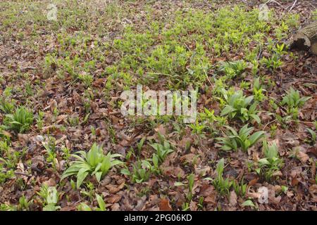 Ramsons (Allium ursinum) e Mercurio di cane (Mercurialis perennis) che crescono tra lettiere di foglie su pavimenti di boschi di cedro, Wetherby, West Yorkshire Foto Stock