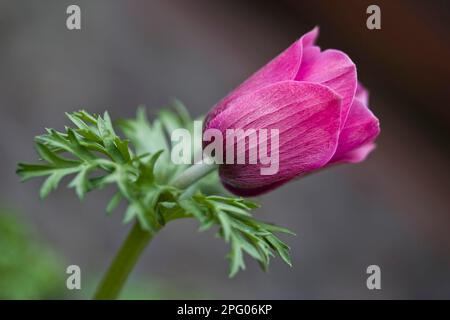 Anemone papavero (Anemone coronaria) primo piano del fiore, in giardino Foto Stock