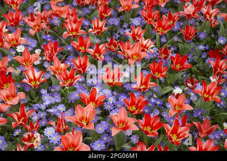 Tulipano fiorito (Tulipa sp.) 'Pinochio' e fiore di vento greco (Anenome blanda) 'Blue Shades', Giardini Keukenhof, Olanda del Sud, Paesi Bassi Foto Stock