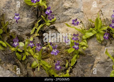 Butterwort a foglia lunga (Pinguicula longifolia) fioritura, che cresce su una rupe calcarea umida, Ordesa N. P. Pirenei spagnoli, Aragona, Spagna Foto Stock