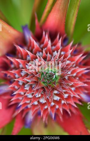 Ananas (ananas comosus) primo piano di fiori e frutta in formazione, Isola Palawan, Filippine Foto Stock