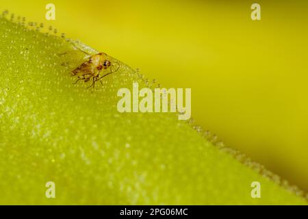 Farfalla a lievitazione lunga (Pinguicula longifolia) primo piano di foglia, con mosca intrappolata digerita per integrare nutrienti, Ordesa y Monte Perdido N. P. Foto Stock