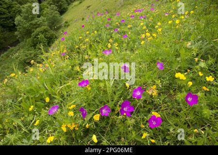 Sangue Cranesbill (Geranium sanguineum) e Bird's-foot trifoglio (Lotus corniculatus) massa fioritura, che cresce sul pendio in habitat, Chee Dale, Peak Foto Stock