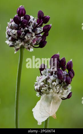 Porro di serpente, rocambole (Allium scorodoprasum), porro di serpente, famiglia di porri, primo piano di porri di sabbia di fiori e tori, Romania Foto Stock