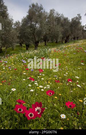 Anemone di pavone (Anemone pavonina), Anemone Corona (Anemone coronaria) e mayweed, fiorendo nel vecchio habitat boschivo di Oliva (Olea europaea), Lesvos Foto Stock