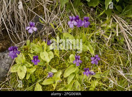 Erba farfalla a fiore grande (Pinguicula grandiflora), famiglia di manichette, piante carnivore, fioritura di erba farfalla a fiore grande, Pirenei francesi Foto Stock