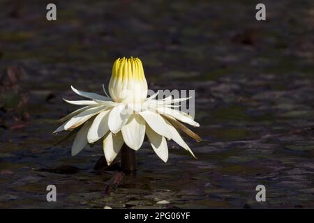 Giglio d'acqua bianco egiziano in fiore di notte (loto Nymphaea), completamente aperto nel tardo pomeriggio, Delta di Okavango, Botswana Foto Stock