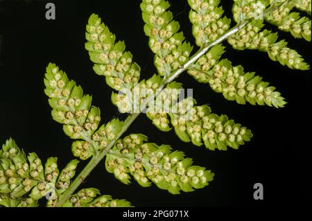 Sori che si sviluppa sul lato inferiore del fronte o della lama di una felce maschio (Dryopteris filix-mas) Foto Stock